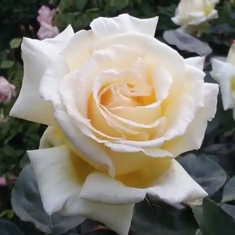 Trandafiri online - Galben - trandafiri târâtori și cățărători, Climber - trandafir cu parfum intens - Rosa Reka S. - Colleen O. - Este o plantă cu înflorire bogată, arătoasă.